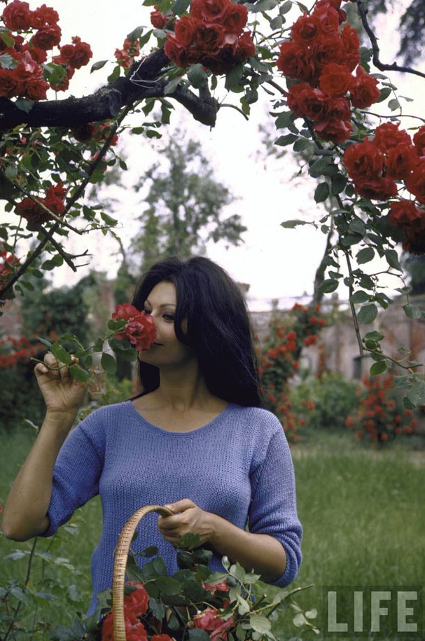 Sophia-Loren13