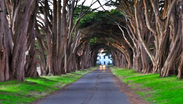 Cypress-Tree-Tunnel-Historic-Marconi-Station-Point-Reyes