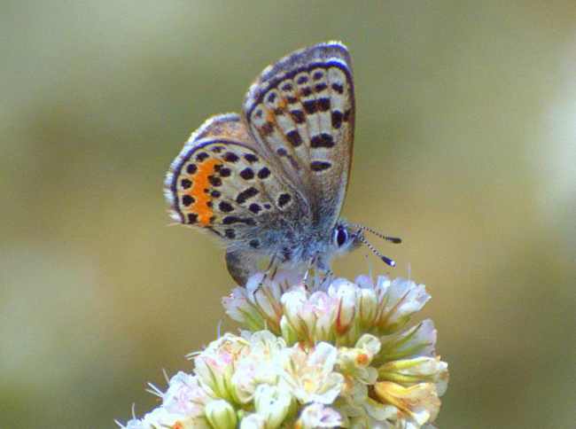 El-Segundo-Blue-Butterfly