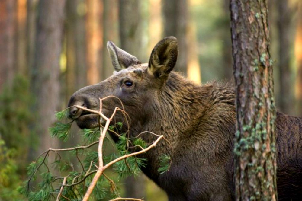 Eurasian-Elk-aka-Moose-Eating-Czech-Republic
