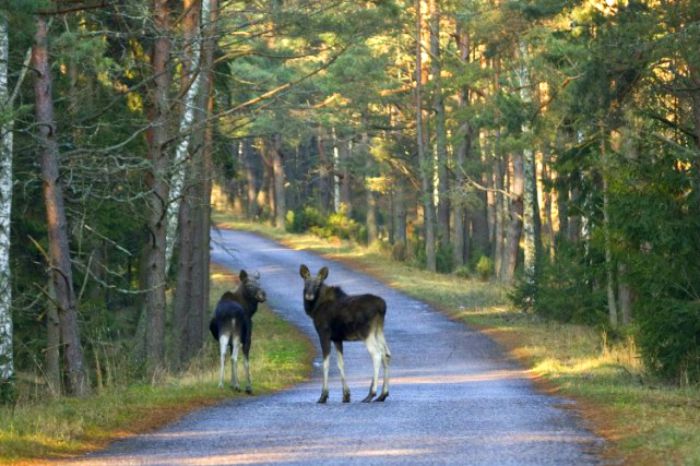 Eurasian-Elk-aka-Moose-in-Czech-Republic-Mother-and-Calf