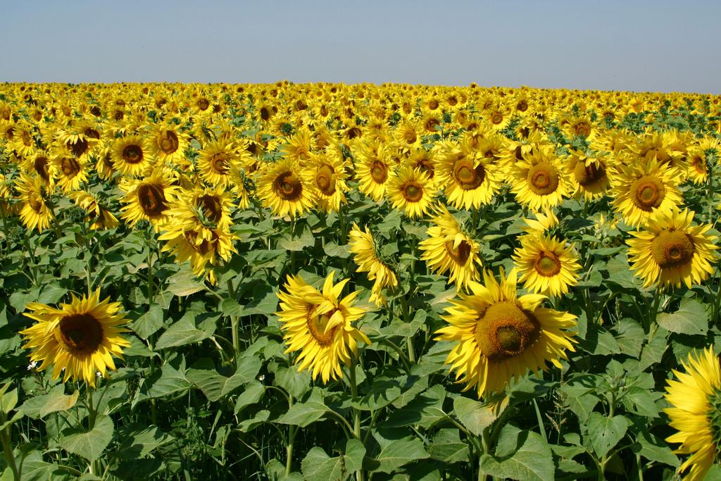 Field-of-Sunflowers-Photo-1