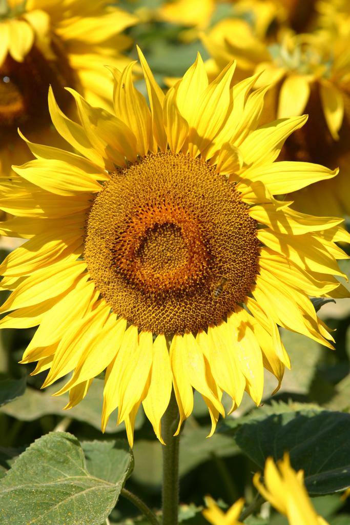 Field-of-Sunflowers-Photo-10