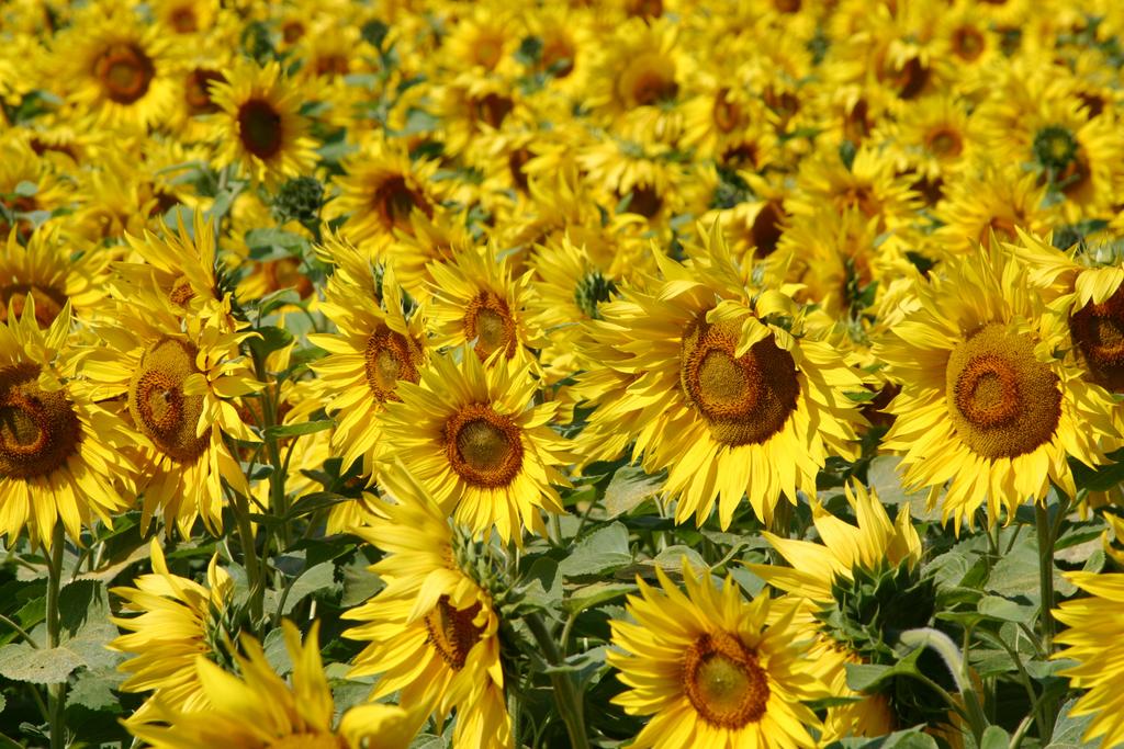 Field-of-Sunflowers-Photo-12