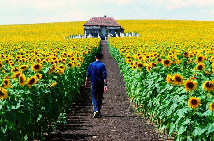 Field-of-Sunflowers-Photo-13