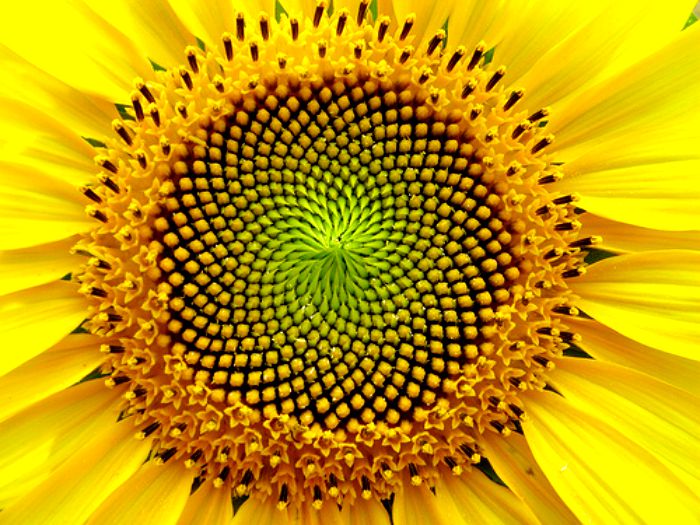 Field-of-Sunflowers-Photo-16