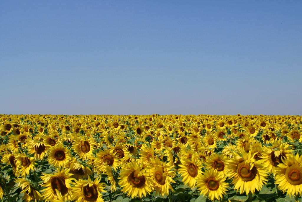 Field-of-Sunflowers-Photo-3