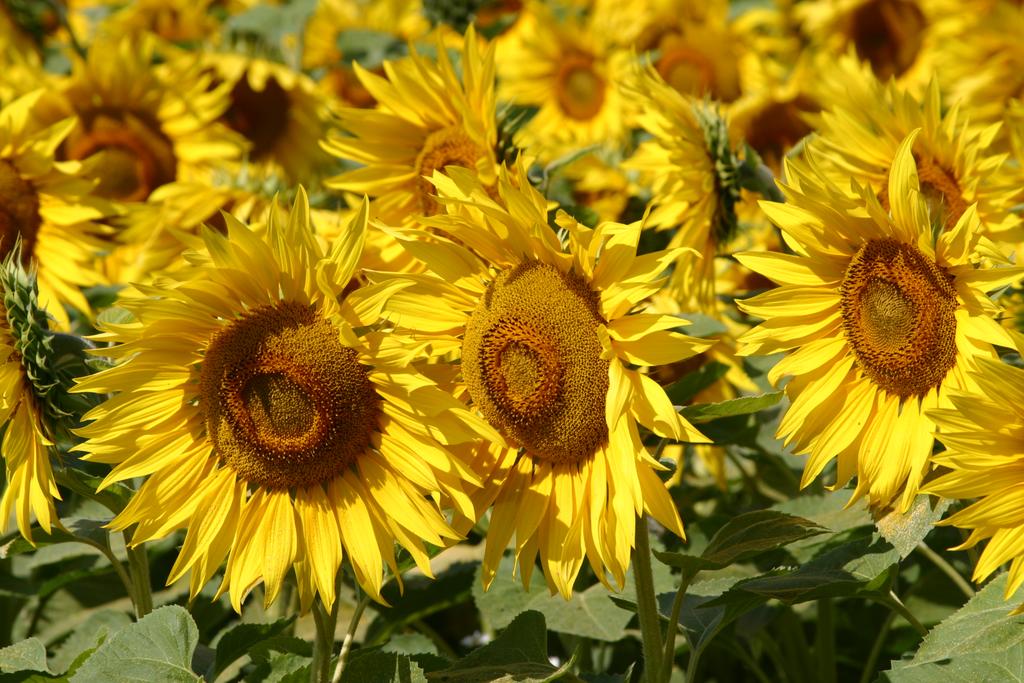 Field-of-Sunflowers-Photo-4