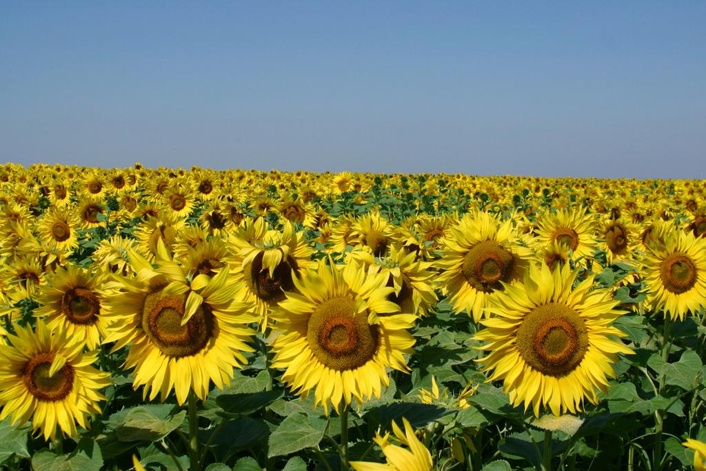 Field-of-Sunflowers-Photo-6