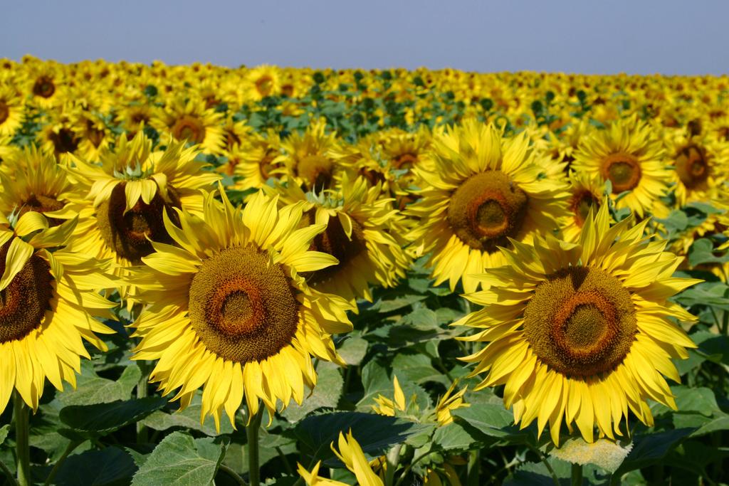 Field-of-Sunflowers-Photo-7