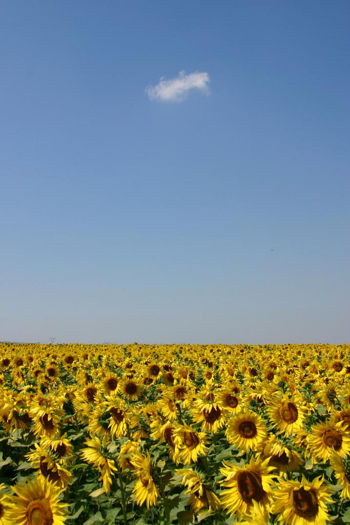 Field-of-Sunflowers-Photo-8