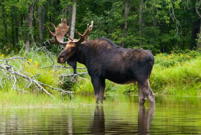 Male-Moose-in-Czech-Republic-Bohemia