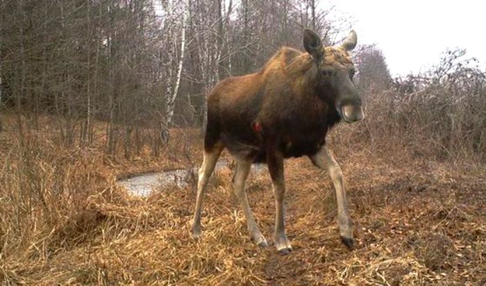 Stop-Poaching-Moose-in-Czech-Republic-Bohemia