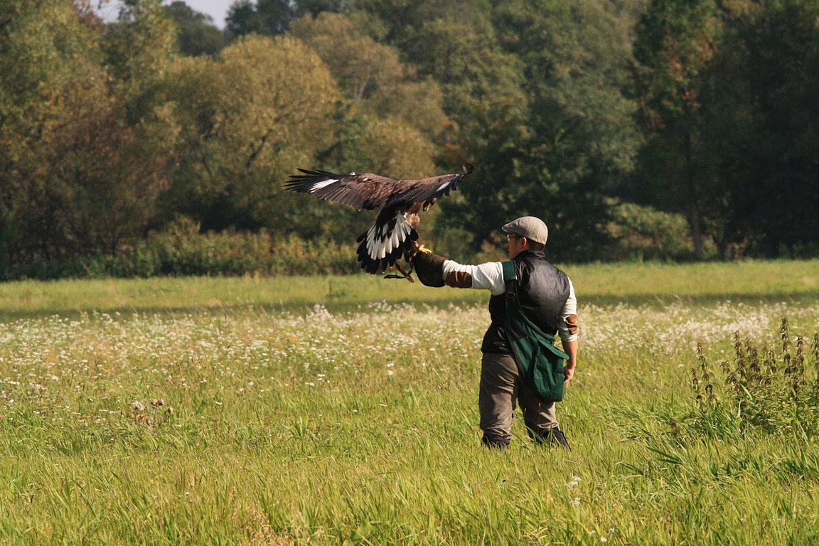 Czech-Falconry-Birds-Hunting-Bohemian-Photo-18
