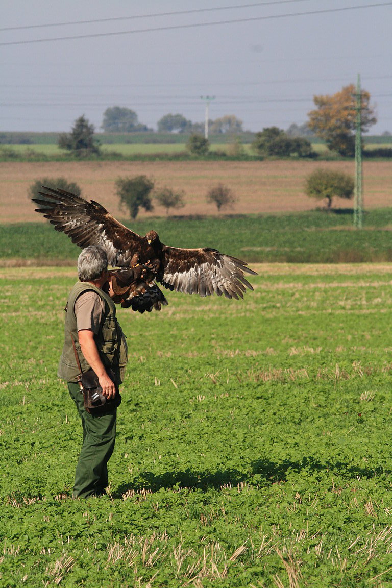Czech-Falconry-Birds-Hunting-Bohemian-Photo-2