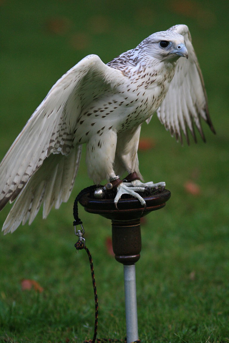 Czech-Falconry-Birds-Hunting-Bohemian-Photo-22