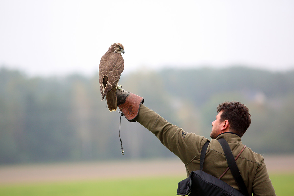 Czech-Falconry-Birds-Hunting-Bohemian-Photo-34