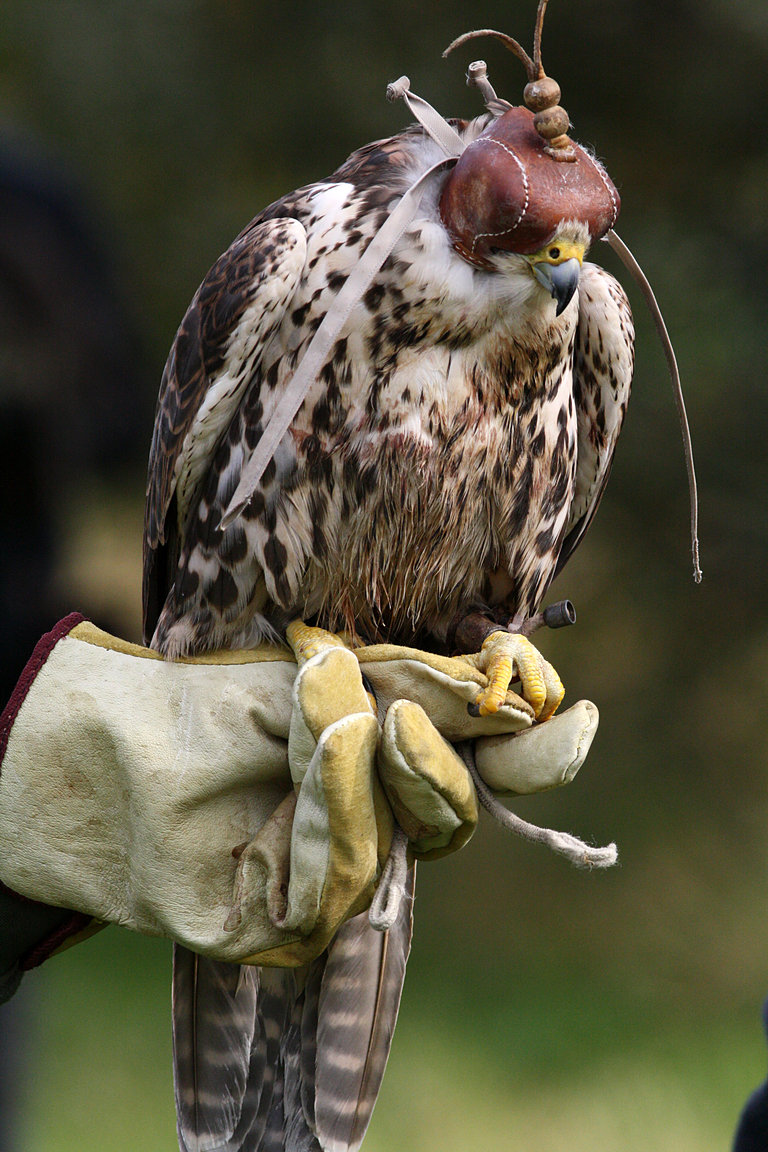 Czech-Falconry-Birds-Hunting-Bohemian-Photo-56