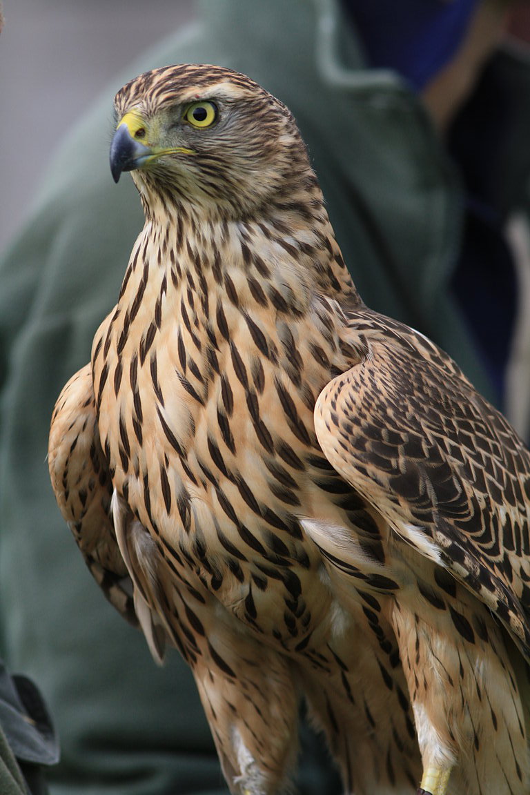 Czech-Falconry-Birds-Hunting-Bohemian-Photo-6