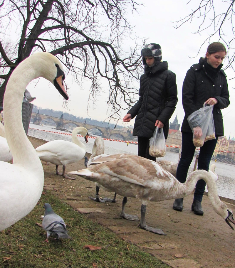 tres-bohemes-feeding-swans-prague