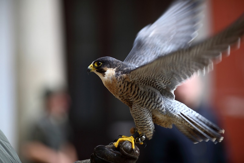 Czech Falconers and Their Timeless Tradition of Falconry