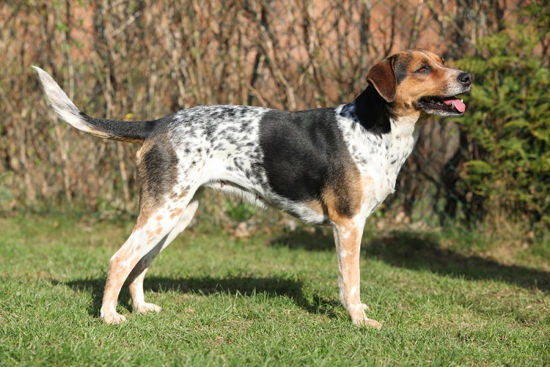 Dog Breeds from the Czech Republic