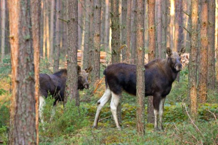 Eurasian-Elk-aka-Moose-in-Czech-Republic