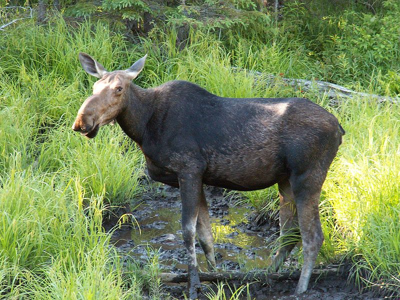 Evropsky-Los-Moose-Czech-Republic-Animals