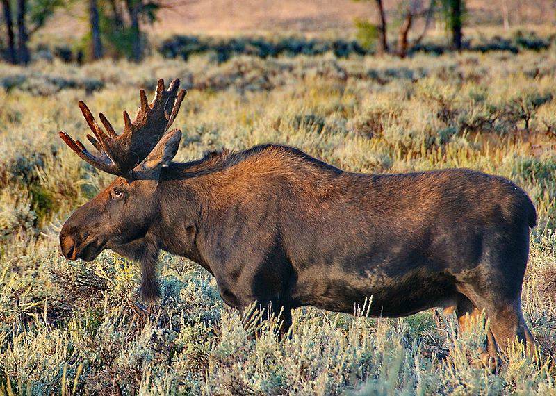 Evropsky-Los-Moose-Czech-Republic