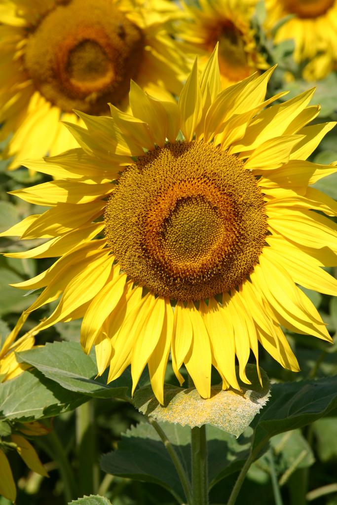 Field-of-Sunflowers-Photo-9