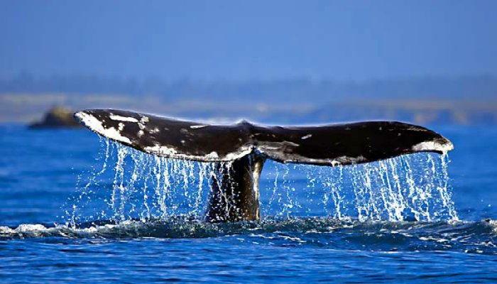 MacKerricher-State-Park-Whale-Watching