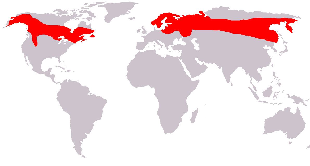 Moose-Map-Eurasian-Elk-Czech