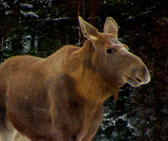 Moose-in-Czech-Republic-Bohemia