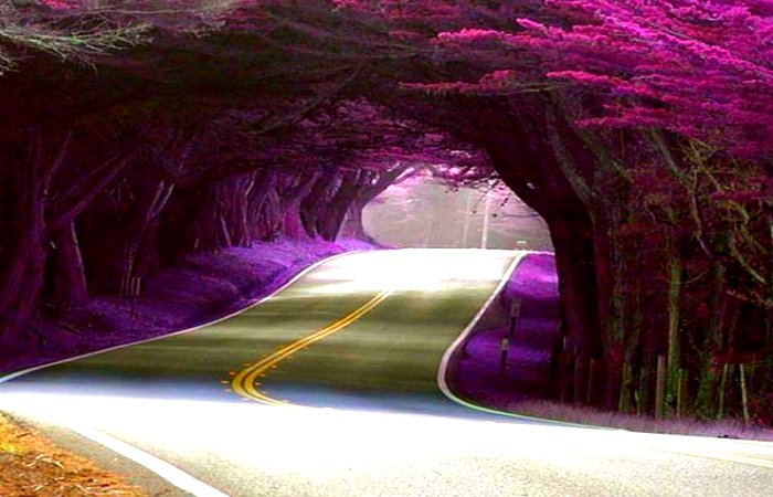 Tree-Tunnel-on-Highway-1-Mendocino