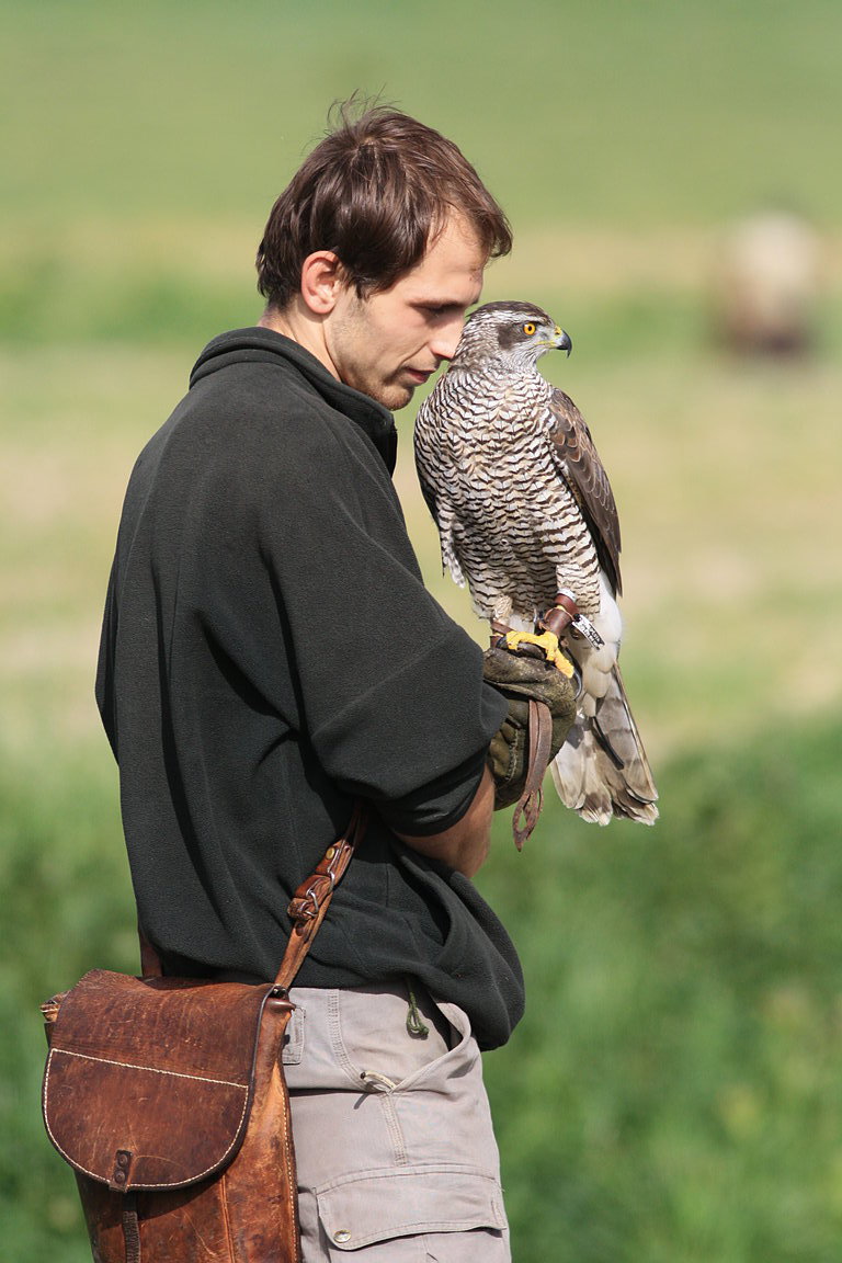 Czech-Falconry-Birds-Hunting-Bohemian-Photo-8