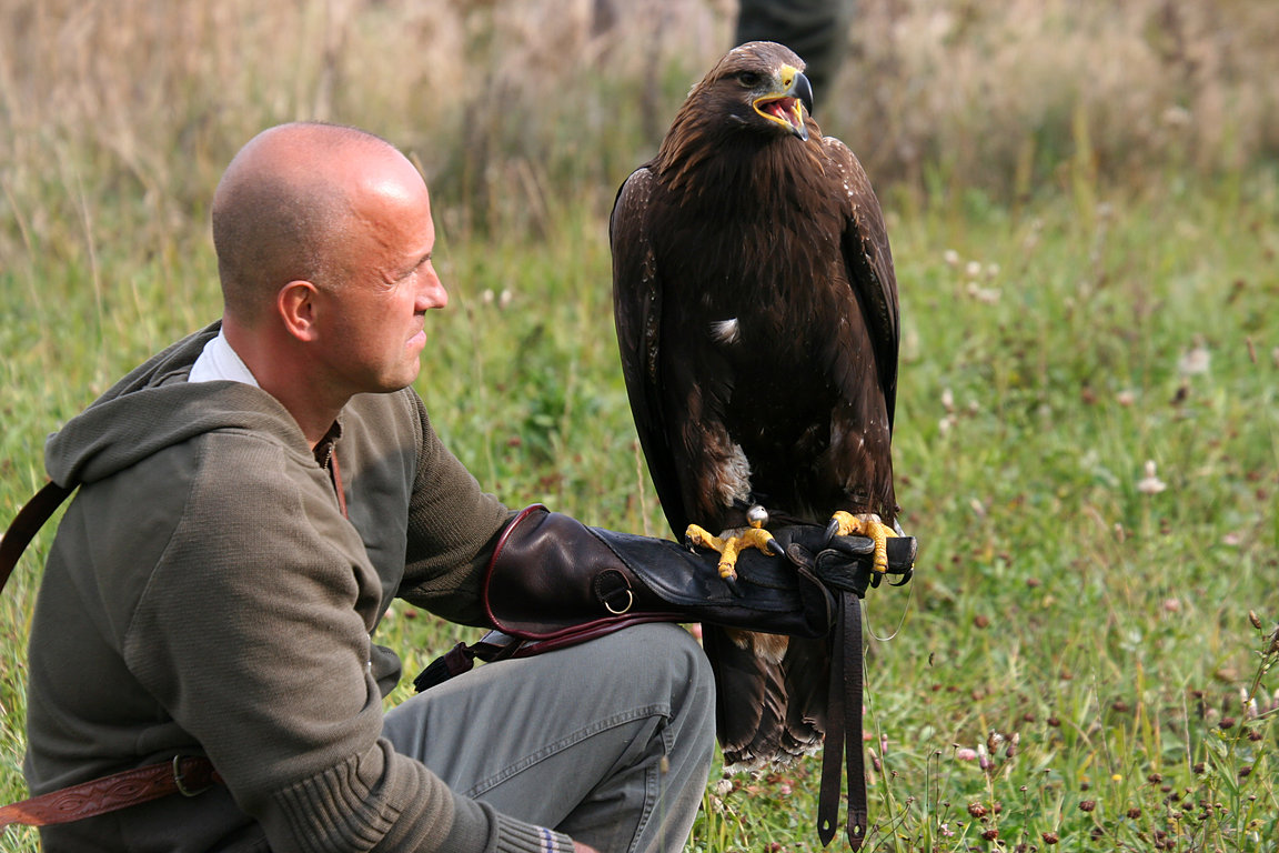 Czech-Falconry-Birds-Hunting-Bohemian-Photo-94