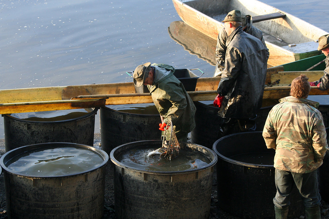 Czech_Fishing_13