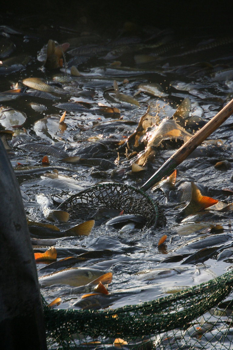 Czech_Fishing_16