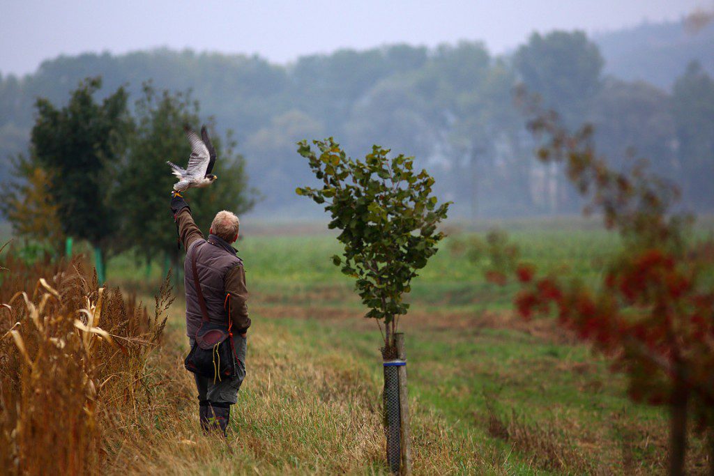 Falconry_Czech_Men_12