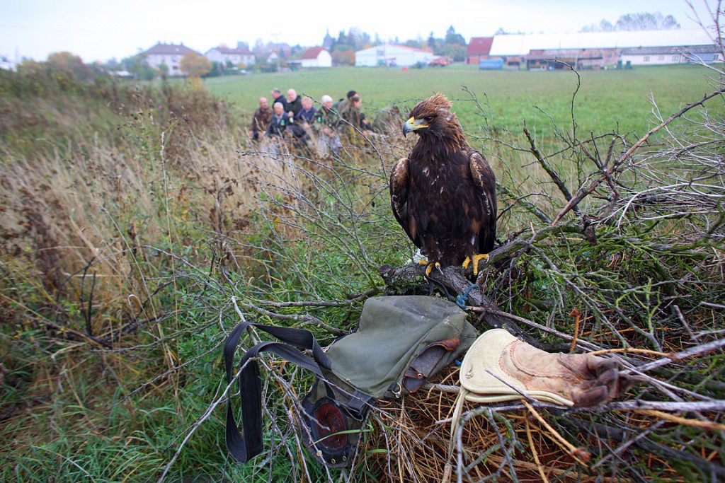 Falconry_Czech_Men_29