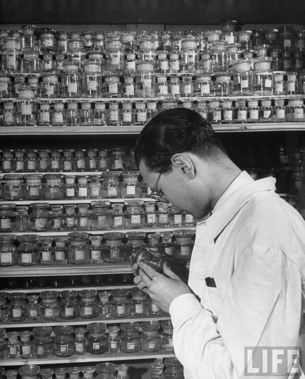 Medical student at Charles University examining specimen from collection of diseased tissues in school's Institute of Pathology.