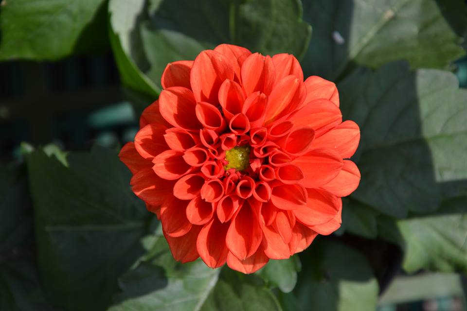 Farmers-Market-Prague-Flowers-10