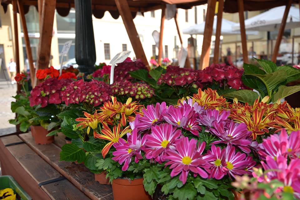 Farmers-Market-Prague-Flowers-12