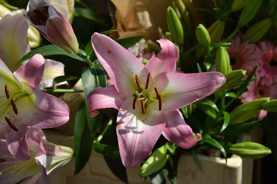 Farmers-Market-Prague-Flowers-14