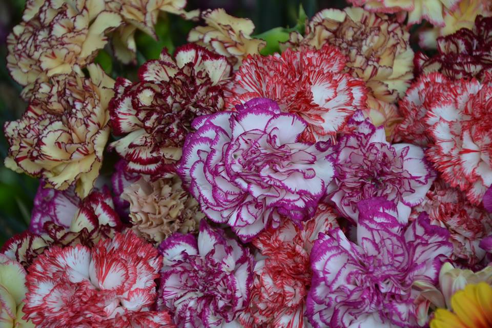 Farmers-Market-Prague-Flowers-5