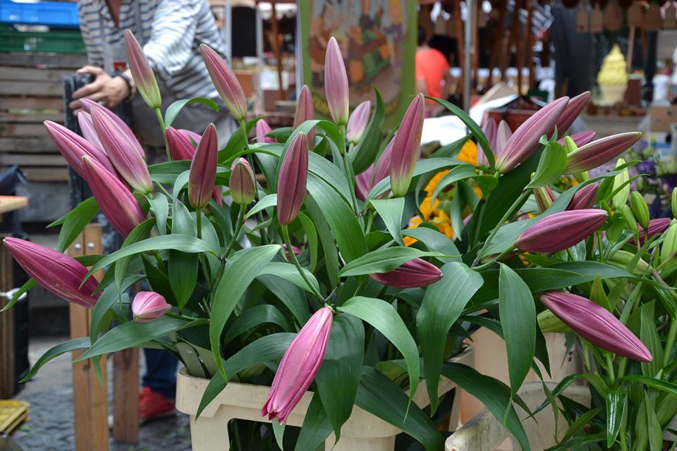 Farmers-Market-Prague-Flowers-7