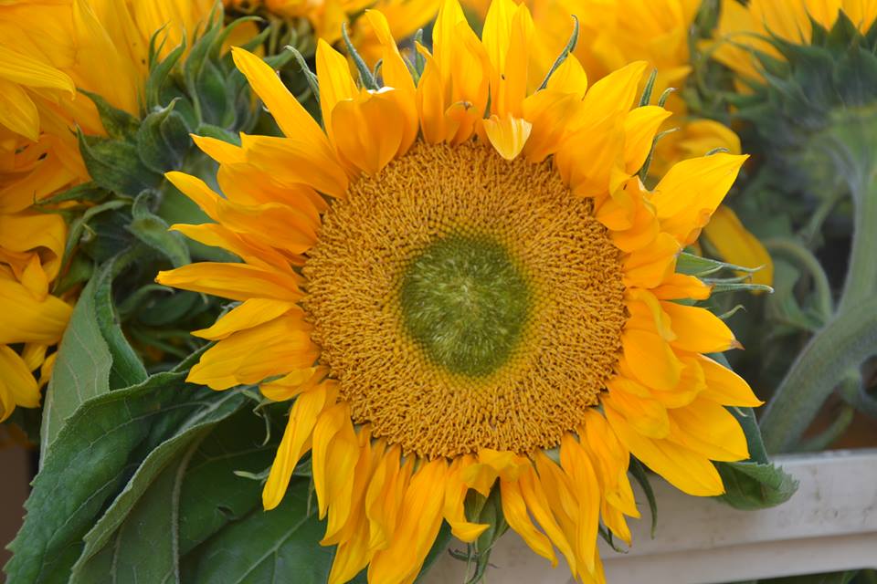 Farmers-Market-Prague-Flowers-8