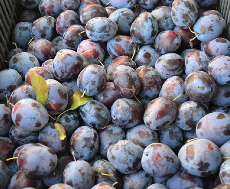 Farmers-Market-Prague-Fruits-2