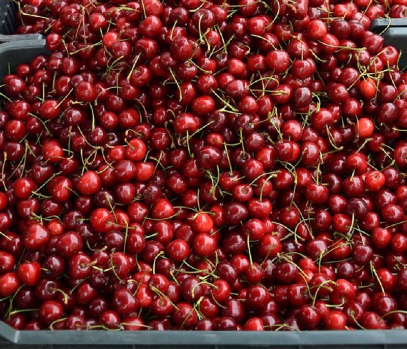 Farmers-Market-Prague-Fruits-5