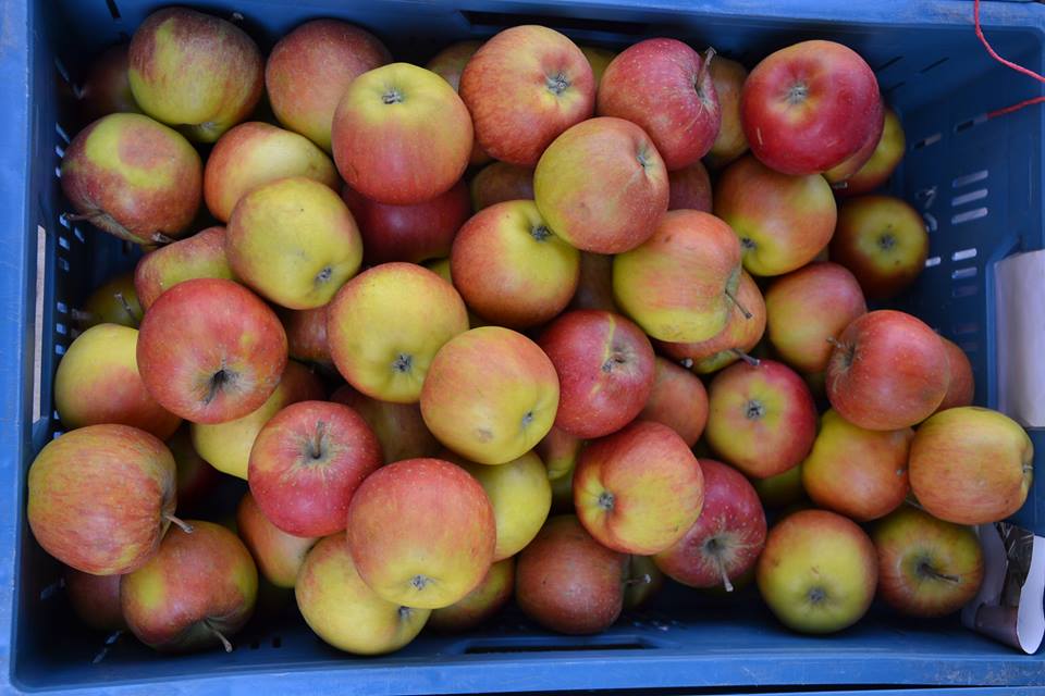 Farmers-Market-Prague-Fruits-6